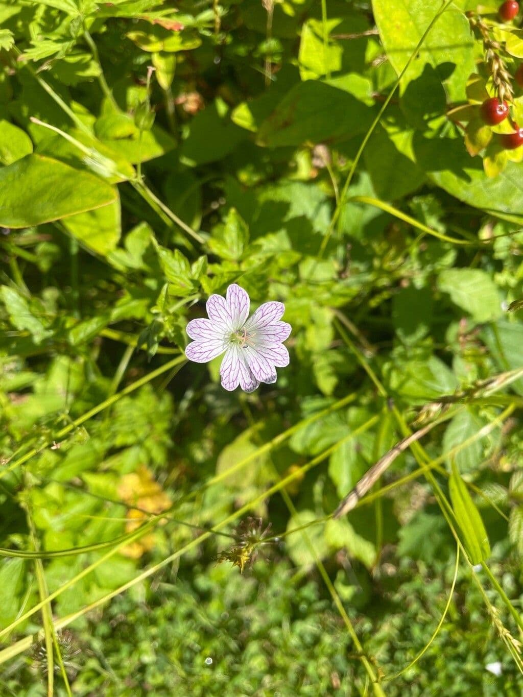 Bocianik 12