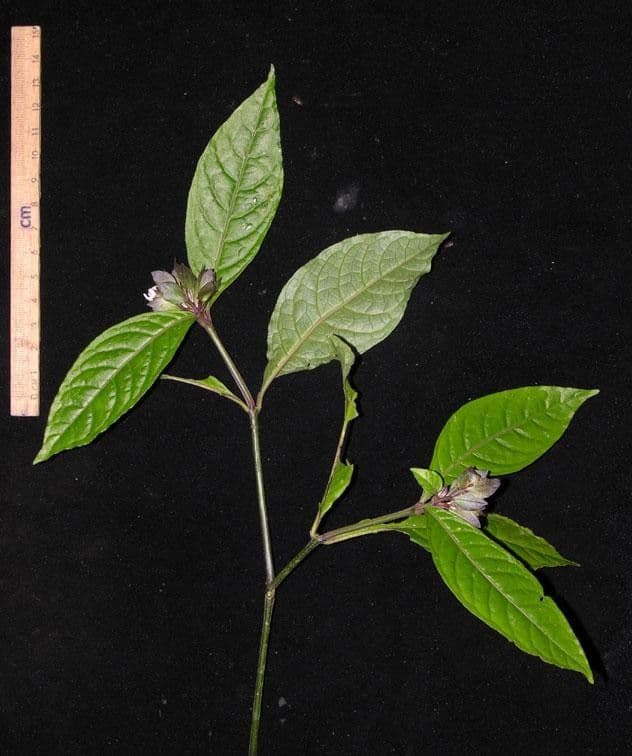 Herpetacanthus 11