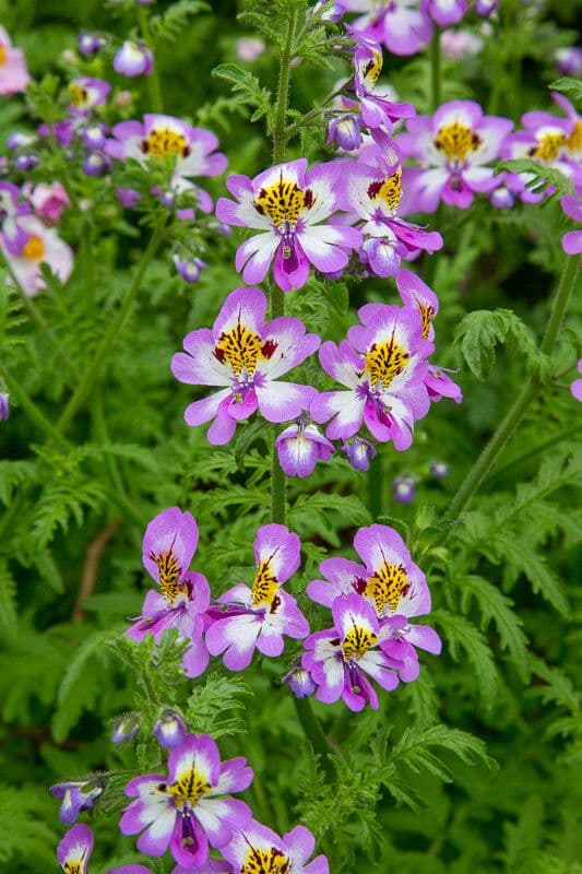 Schizanthus pinnatus 16