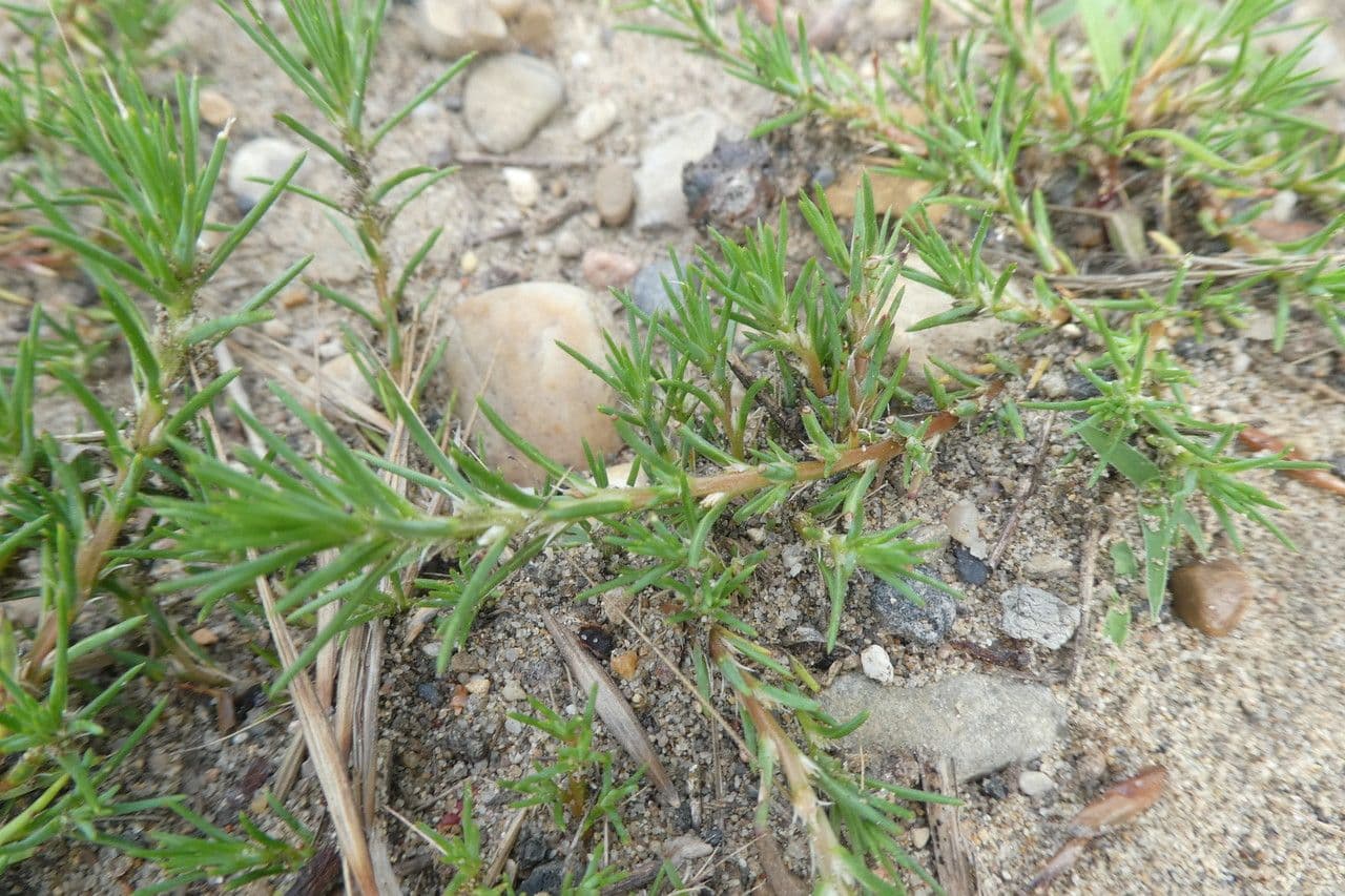 Polycnemum maius 12