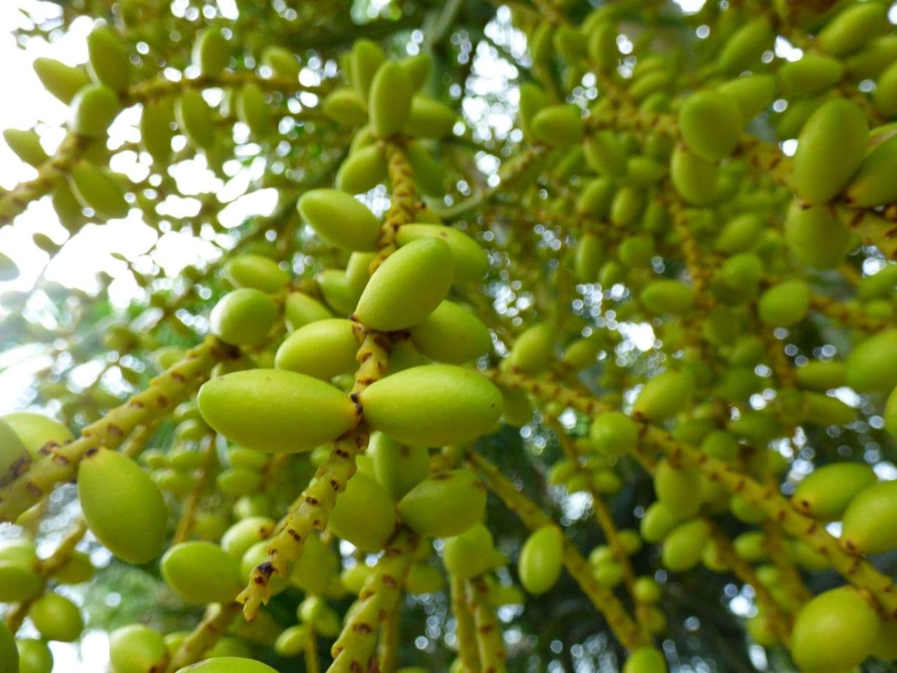Areca dorée 3