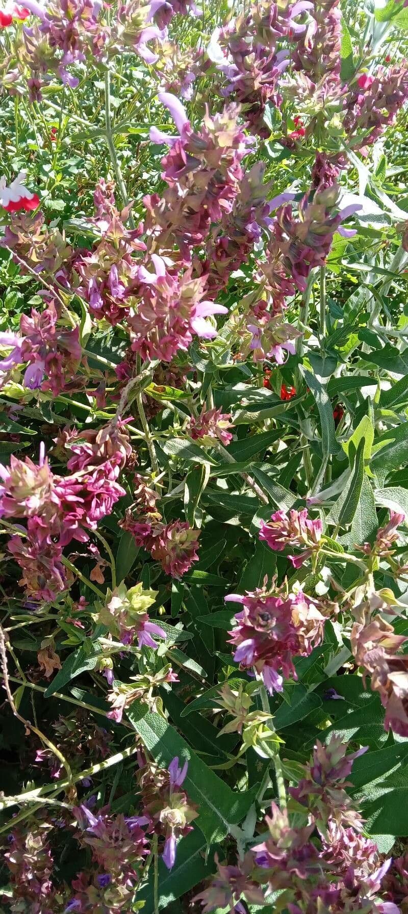 Salvia 9