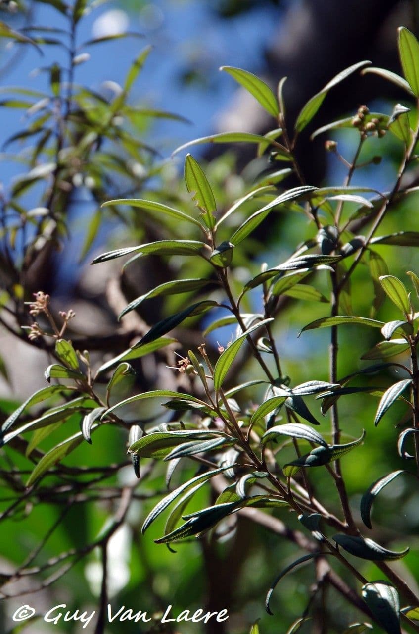 Miconia