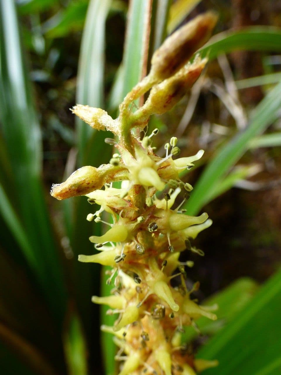Astelia hemichrysa 10