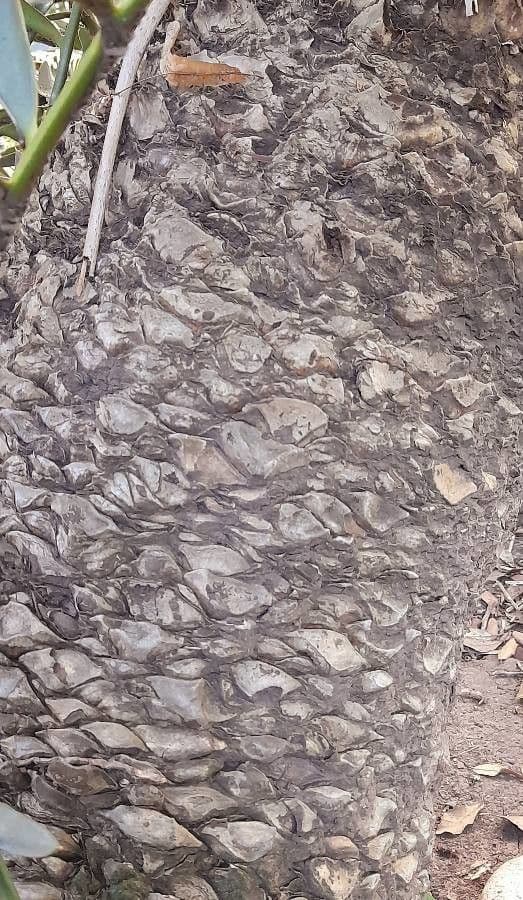 Encephalartos 19