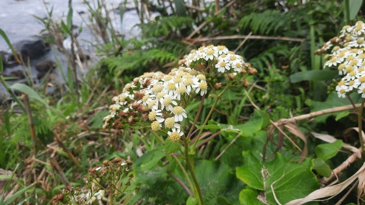 Pericallis