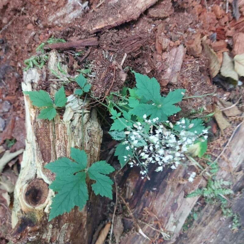 Tiarella trifoliata 15