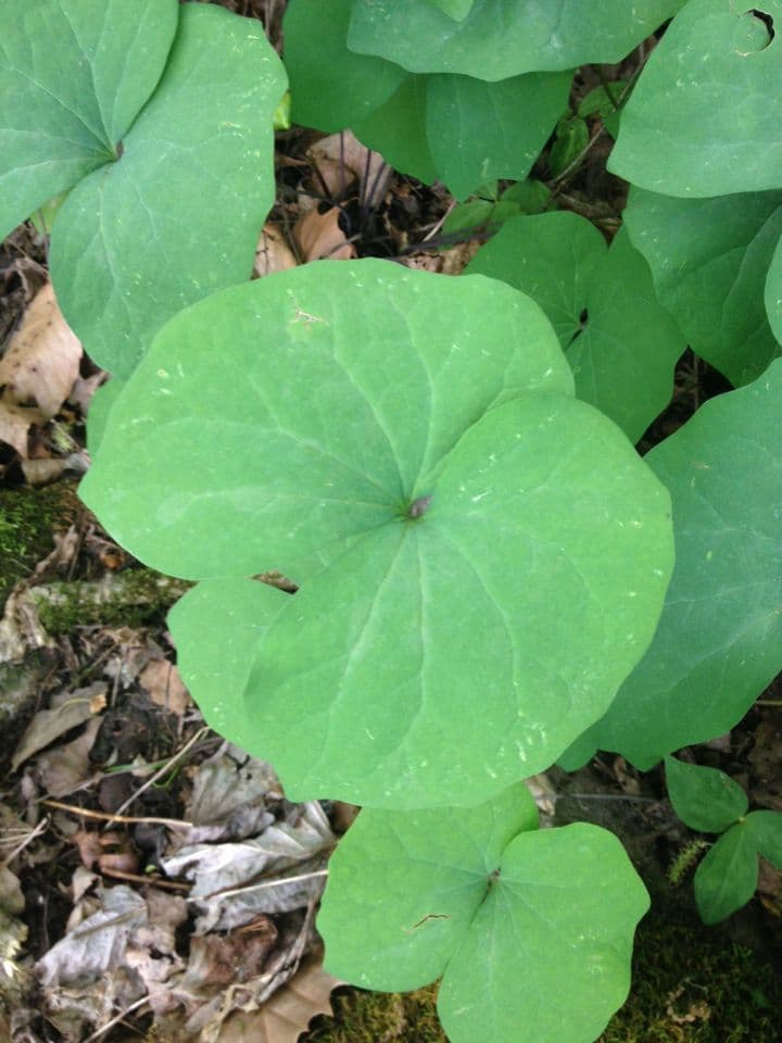 Jeffersonia diphylla 17
