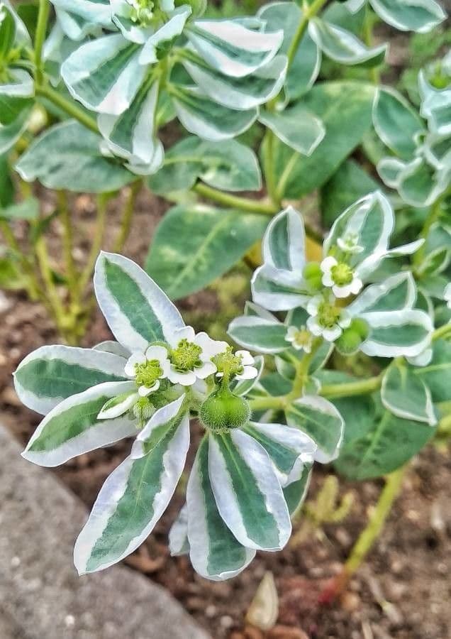 Euforbia marginata 27