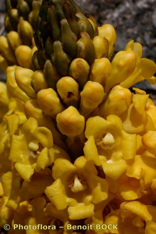 Cistanche 27