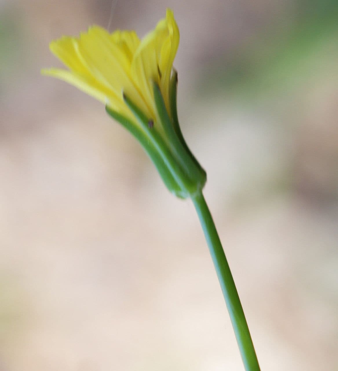 Rhagadiolus 10