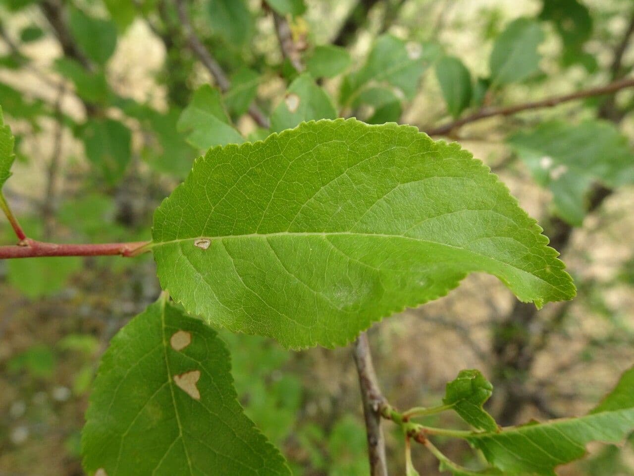 Prugna Damaschina 19