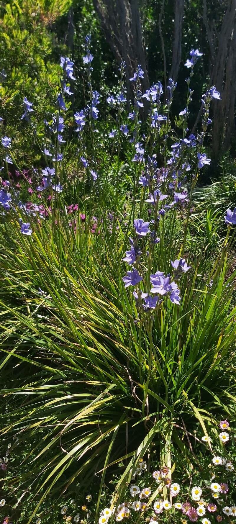 Orthrosanthus multiflorus 7
