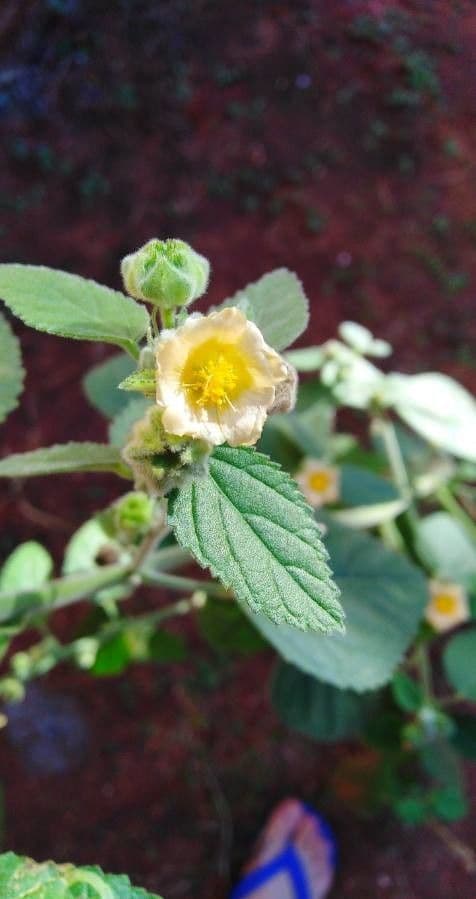 Sida cordifolia 6