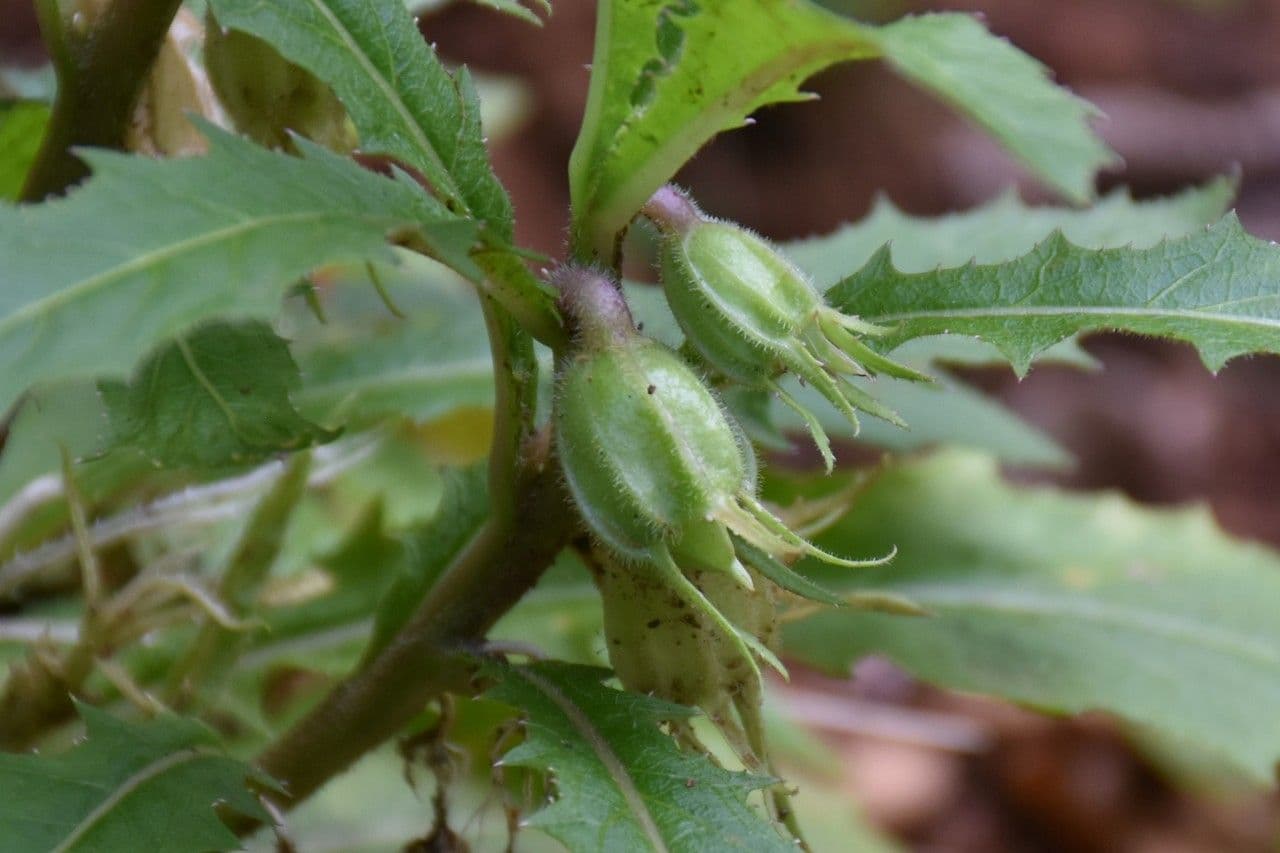 Hippobroma longiflora 3