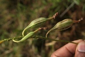 Epidendrum radicans 2