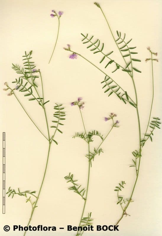 Astragalo austriaco 25