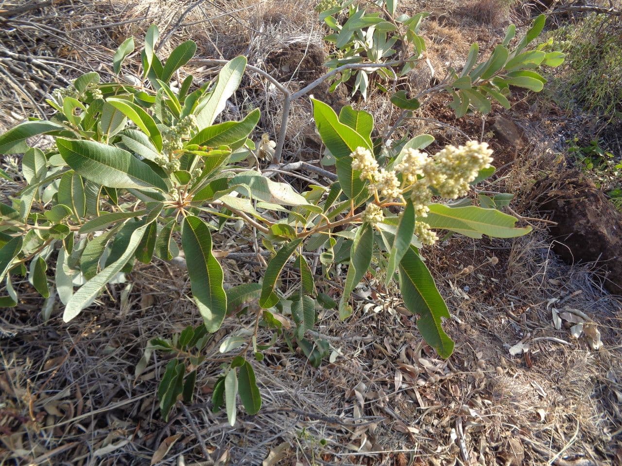 Ozoroa insignis 6