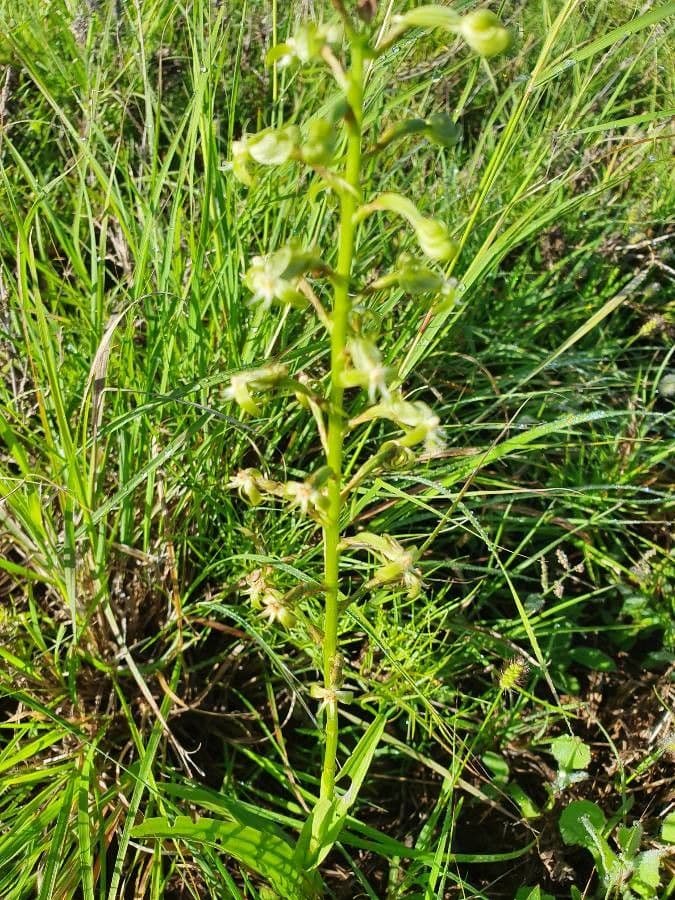 Habenaria 2