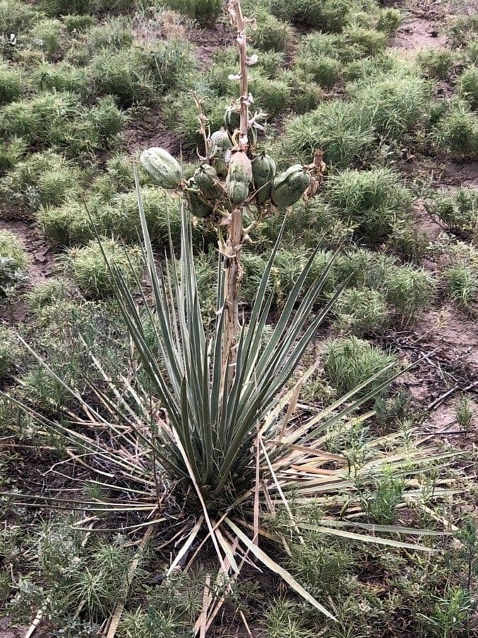 Yucca glauca 15