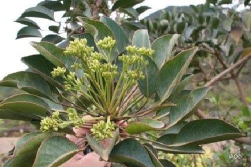 Polyscias 3