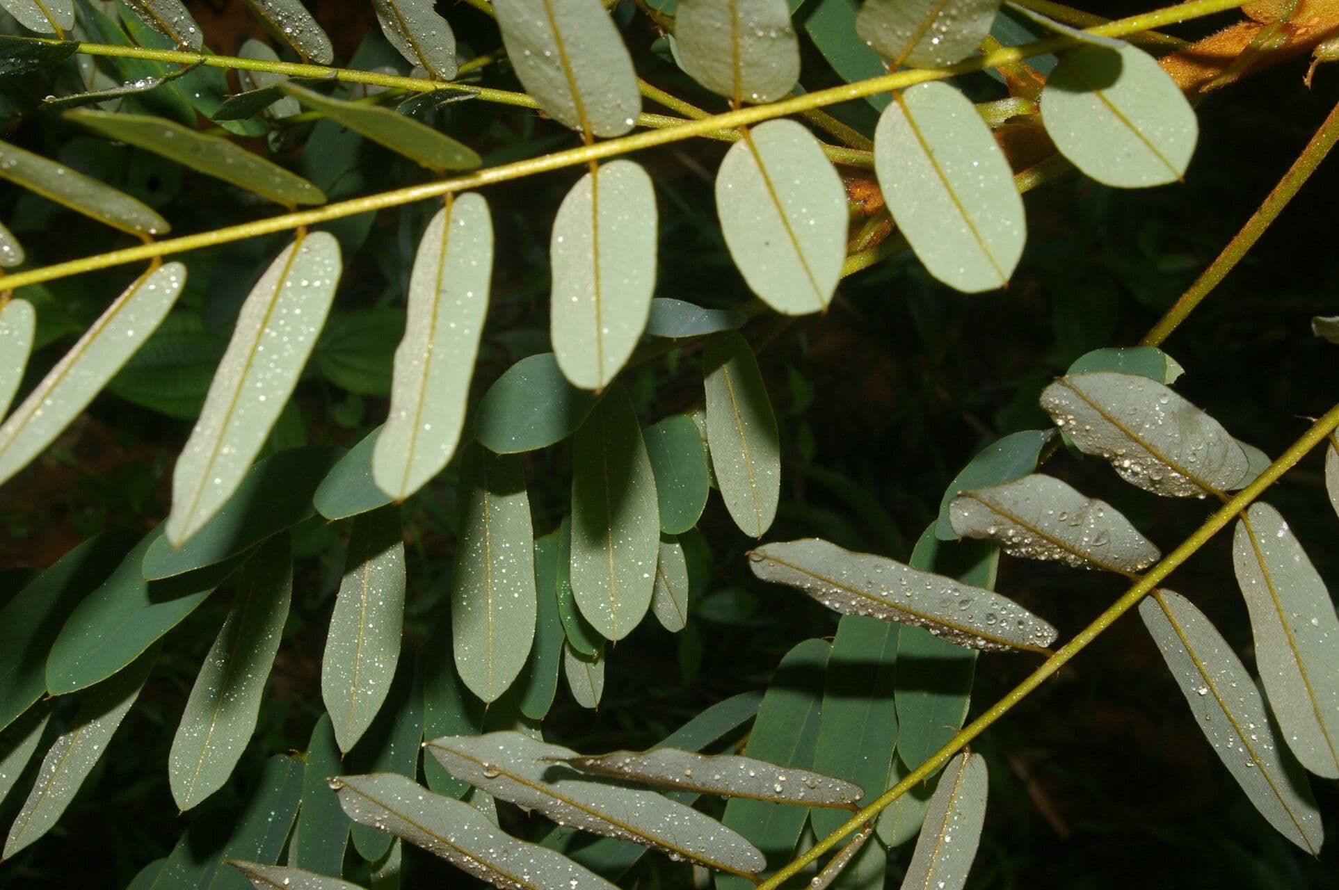 Hymenolobium mesoamericano 7