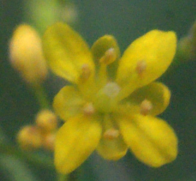 Pyrenäenkresse 7