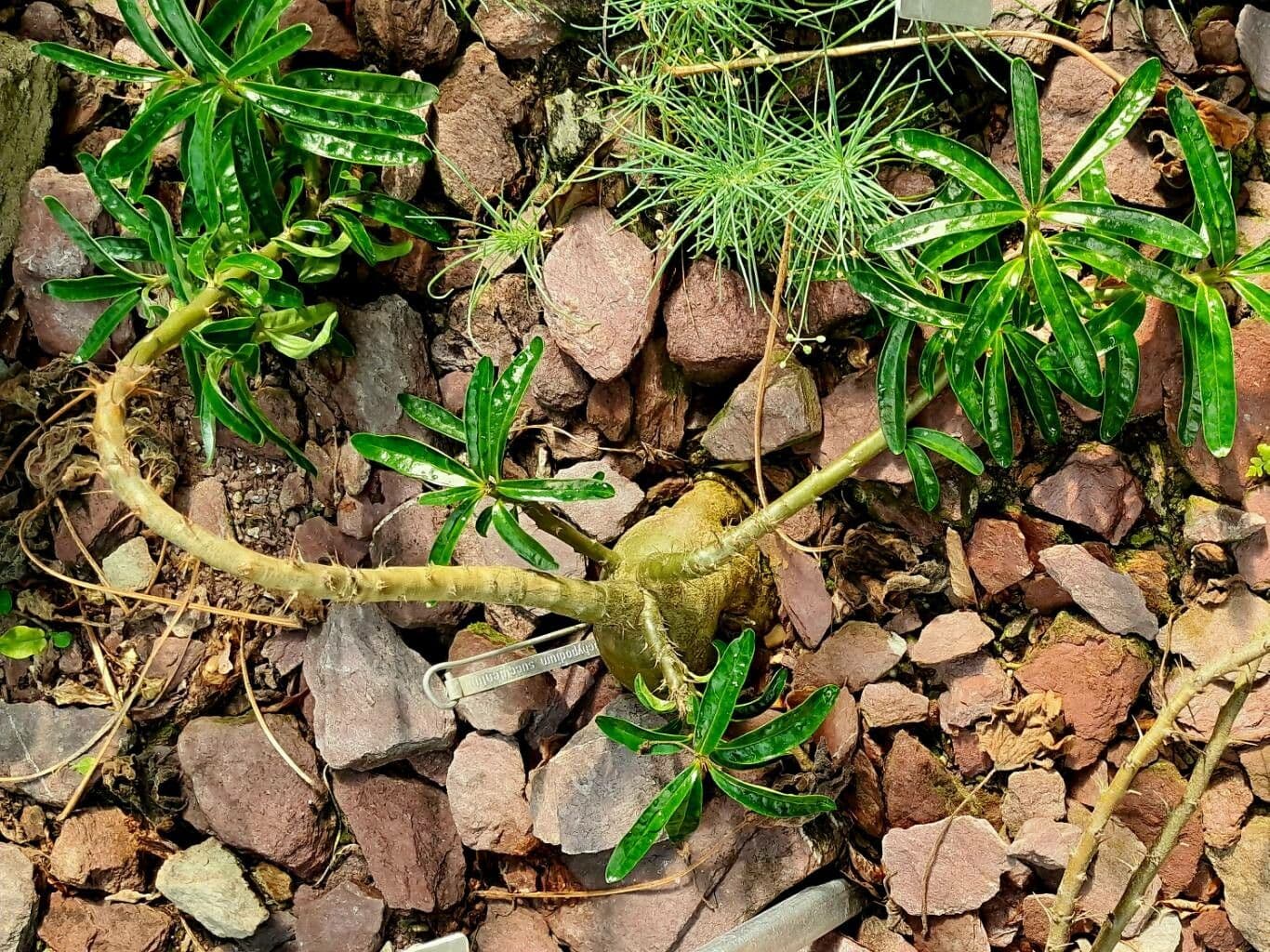 Pachypodium