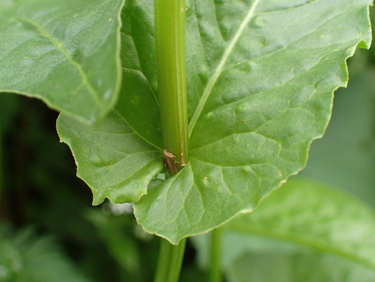 Rumex alpestris 11