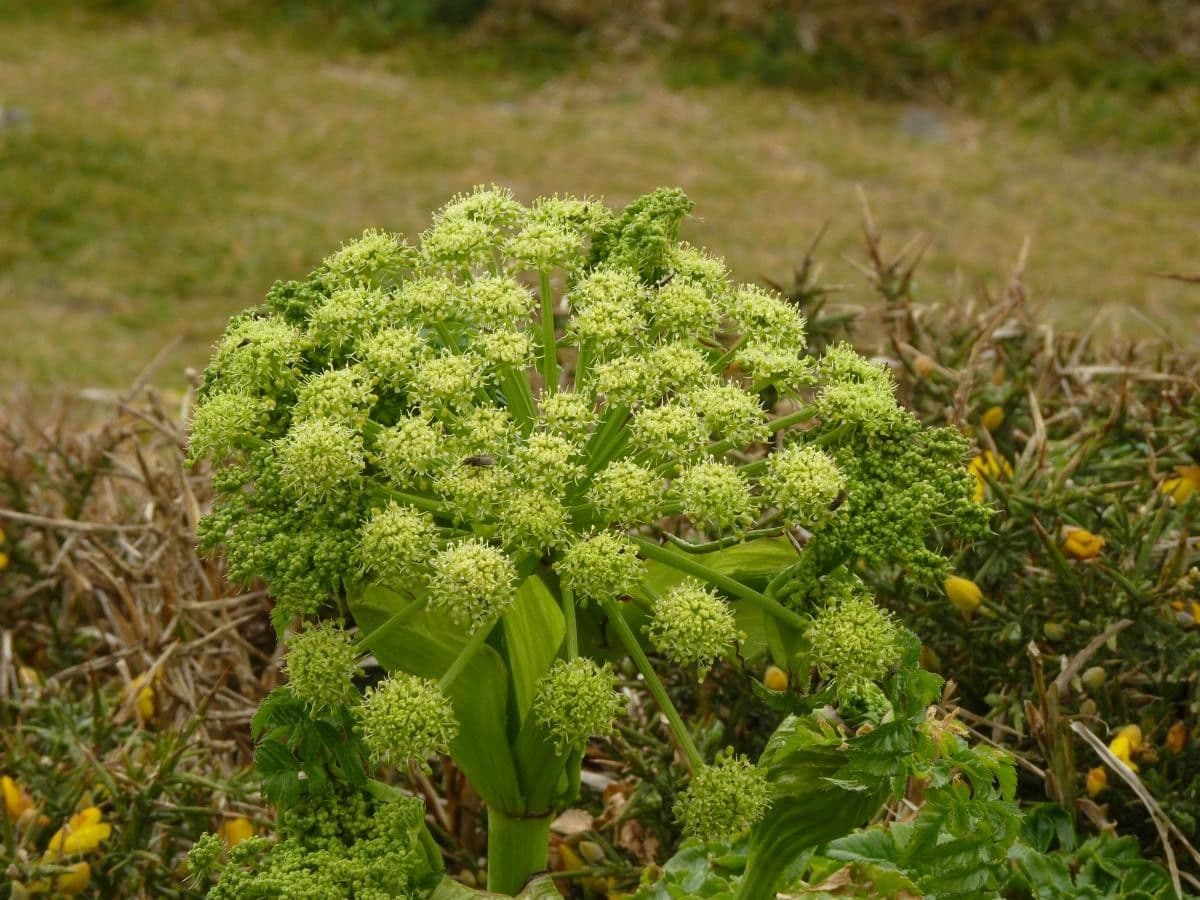 Angelica pachycarpa 4