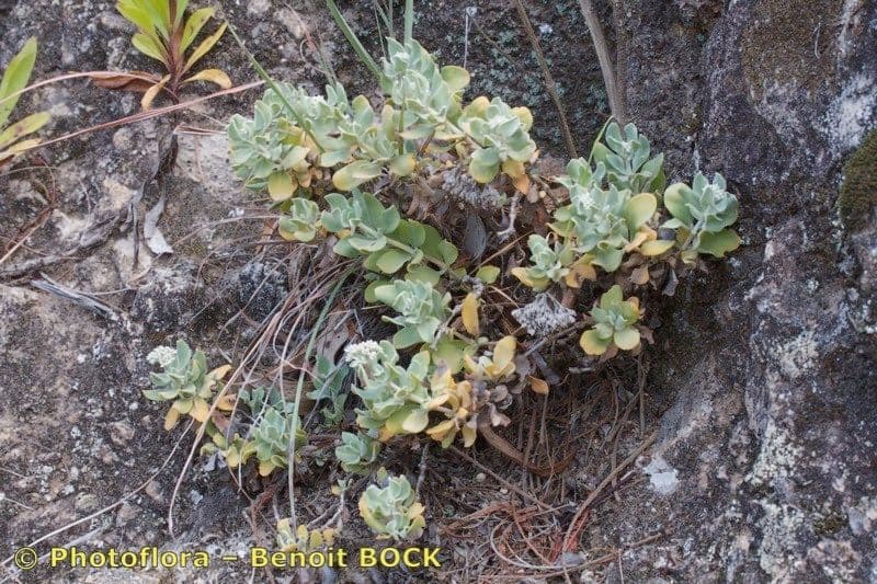 Polycarpaea 3