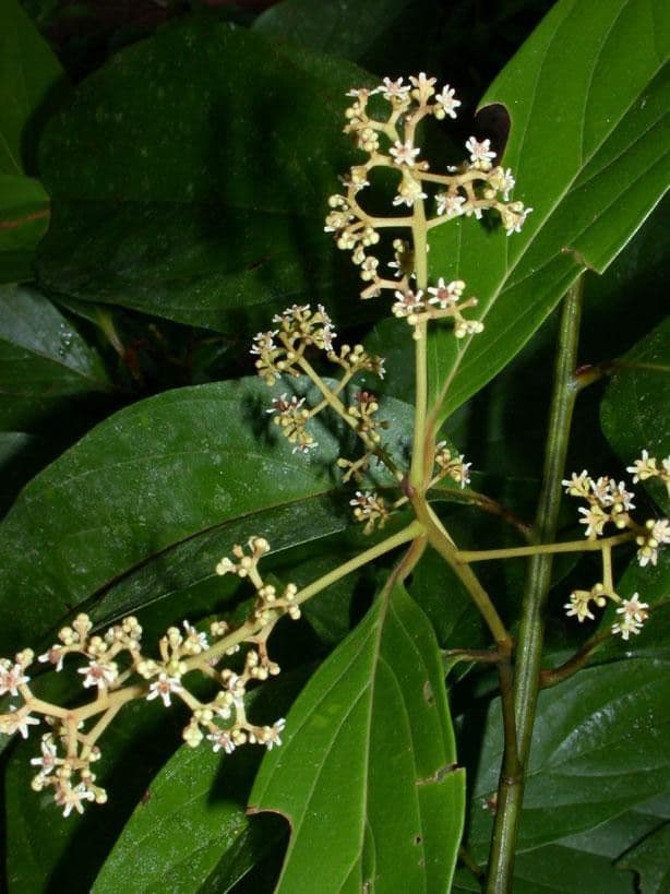 Nectandra 28