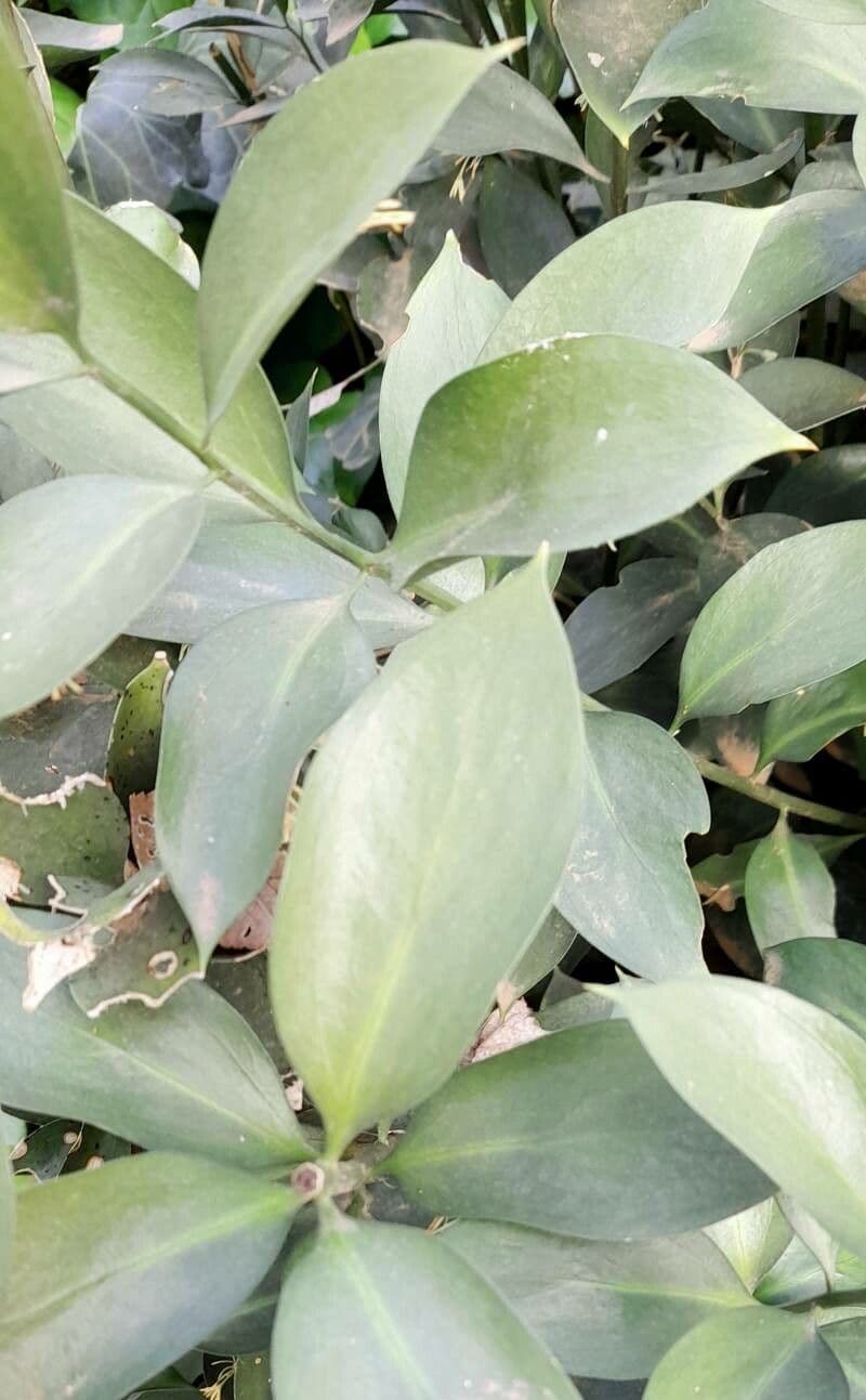 Ruscus hypoglossum 17