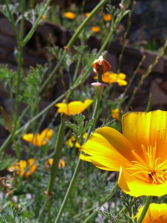 Kalifornischer Mohn 29