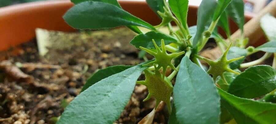 Dorstenia