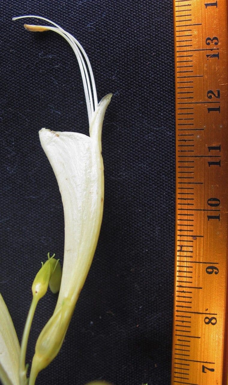 Stenostephanus