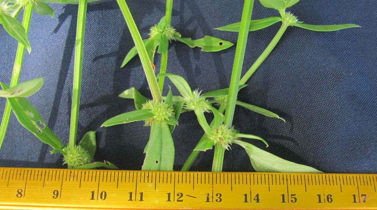 Spermacoce prostrata 15