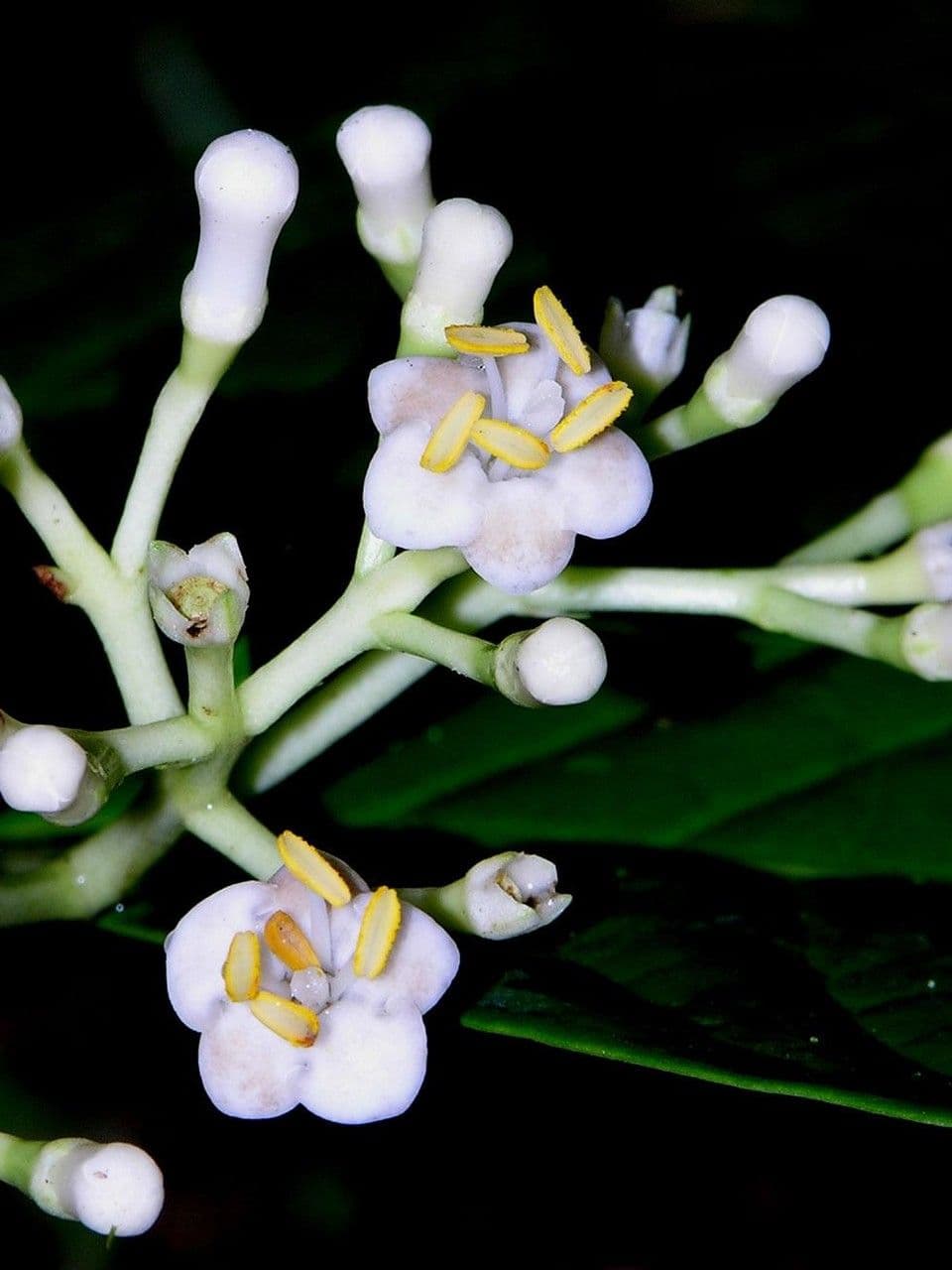 Chione venosa 10