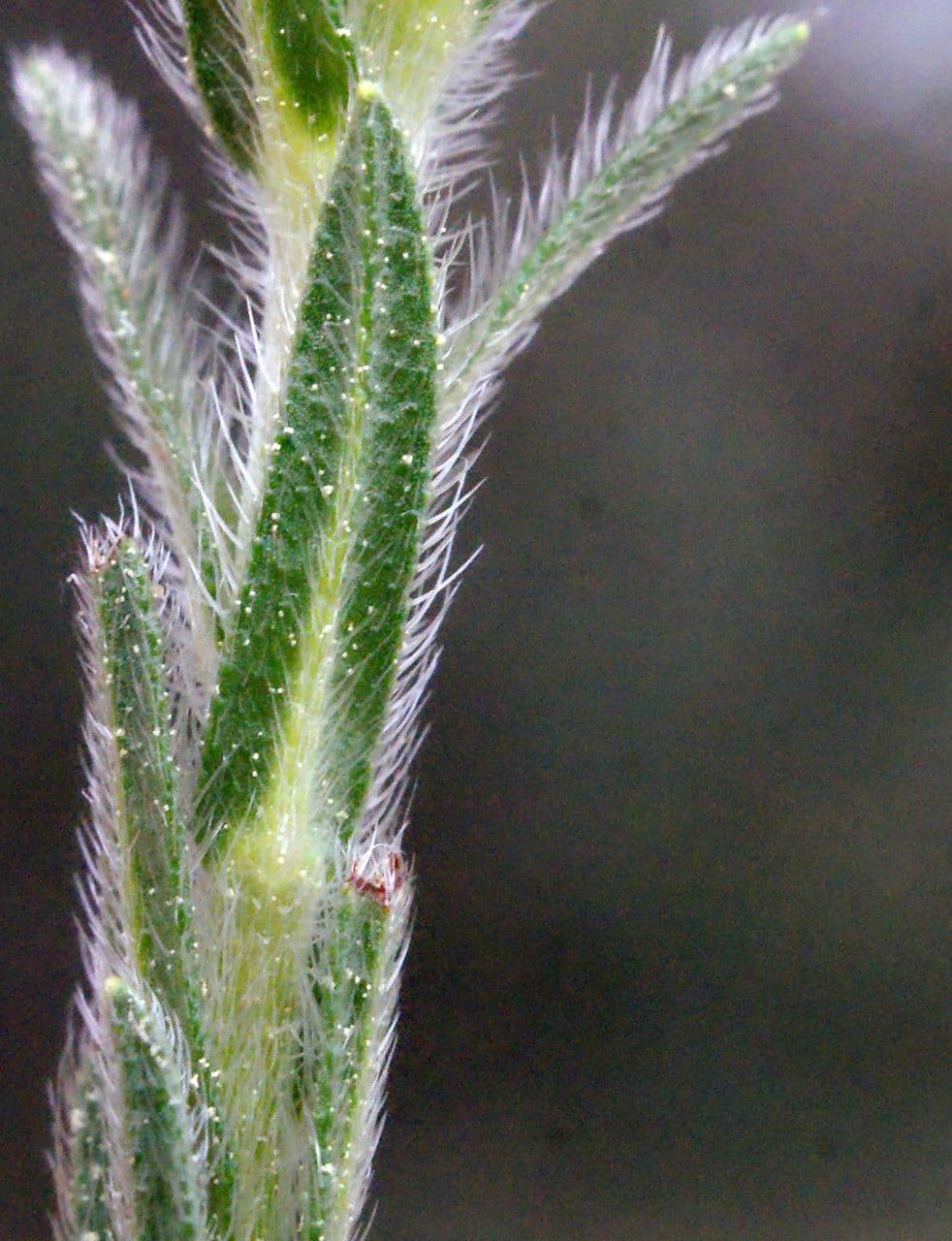 Neatostema apulum 13