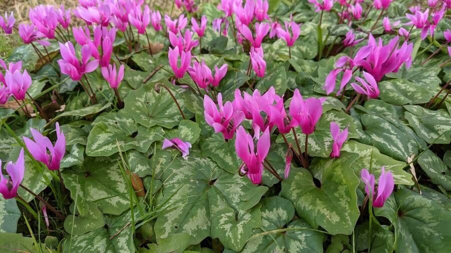 Ciclamino primaverile 17