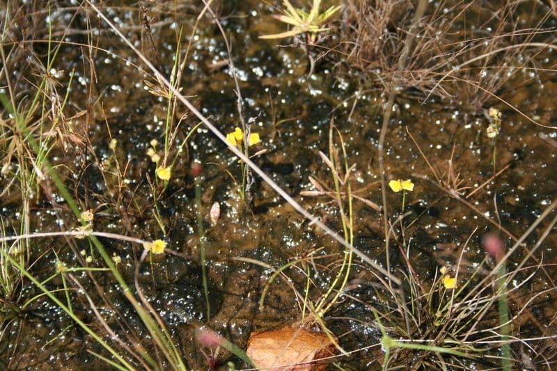 Utricularia simulans