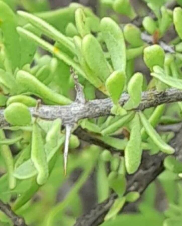 Licium 4