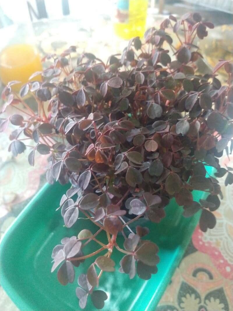 Acetosa 10