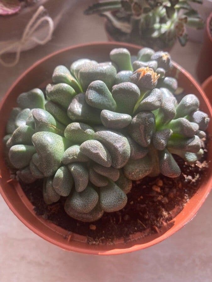 Aloinopsis