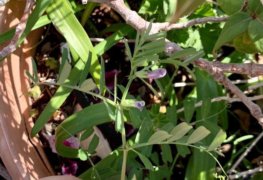 Veccia cuspidata
