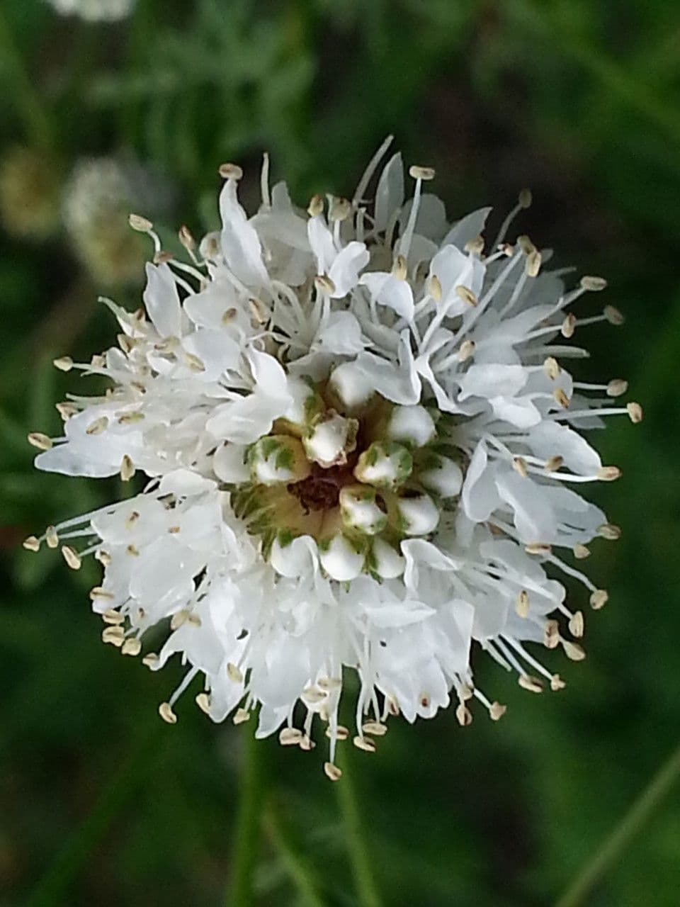Dalea 2