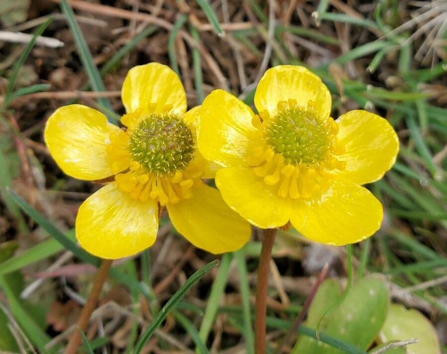 Ranunculus glaberrimus 3