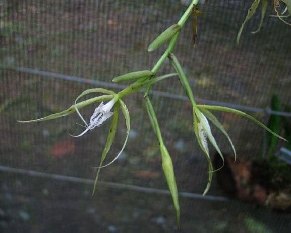 Epidendrum ciliato 25