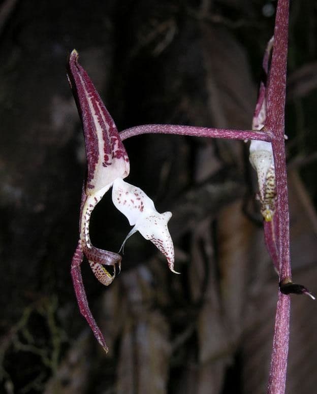 Gongora 7