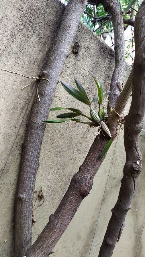 Coelogyne viscosa 9